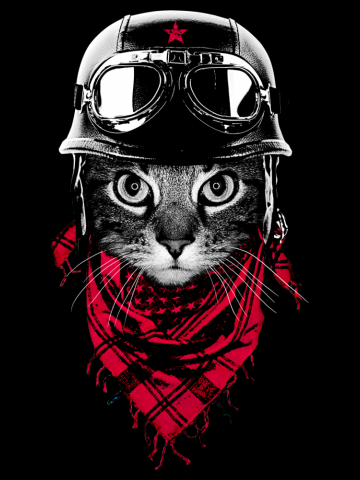 Adventurer Cat
