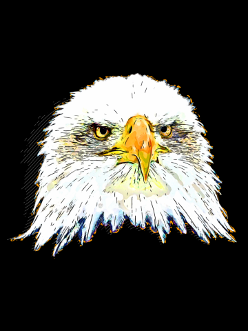 Bald eagle pop illustration by gxp-design