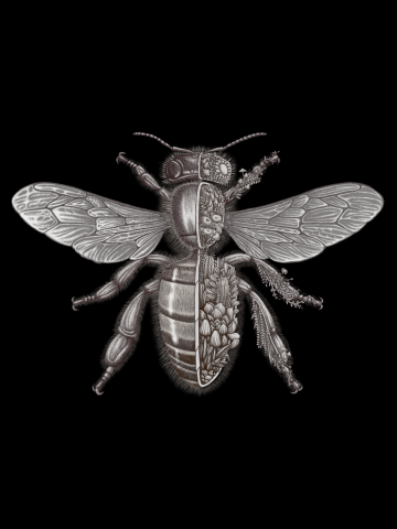Bee anatomy (black edition)