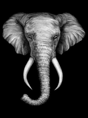 Elephant Head
