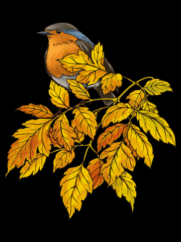 European robin on China tree