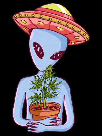 Flower Pot