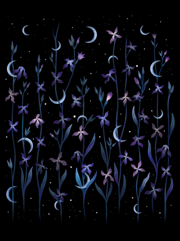 Greeting to the Moon - Matthiola Longipetala