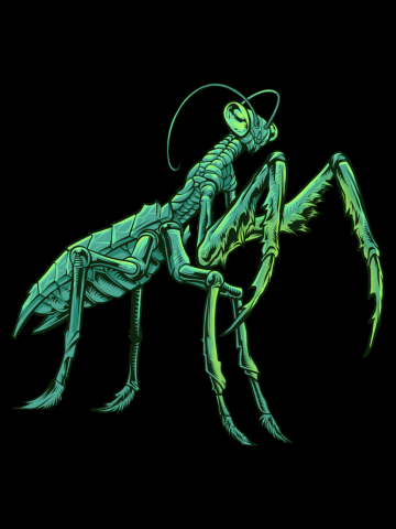 Praying Mantis