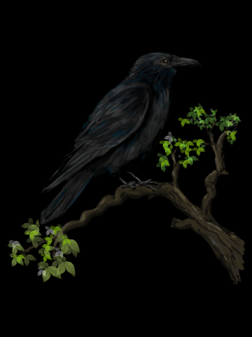 Raven on a branch