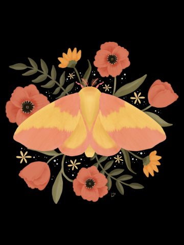 Rosy Maple Moth