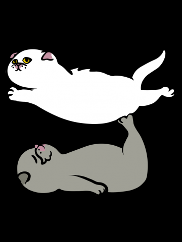 Scottish Fold Acroyoga
