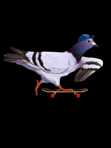 Skateboard pigeon