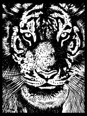 Stare tiger head