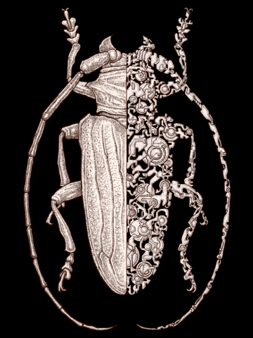 Sternotomis sci-fly