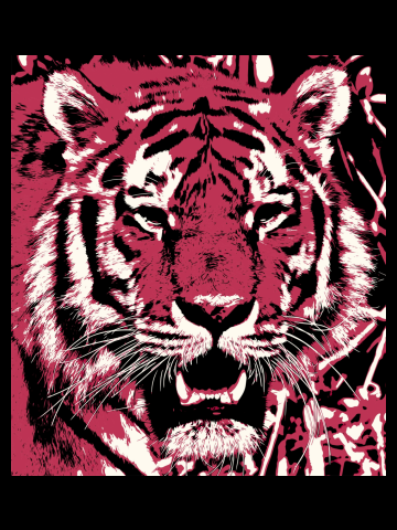 Strong tiger portrait in viva magenta