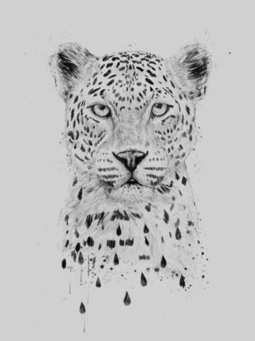 Dripping panther