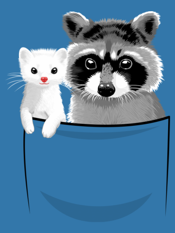 Raccoon and ferret in pocket