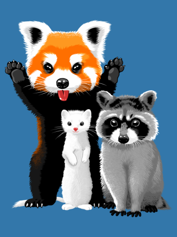 Raccoon, ferret and red panda