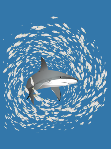 Reef shark and school of fish