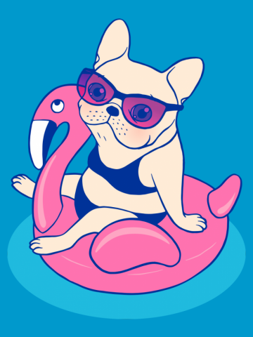 Frenchie enjoys Summer on Flamingo Pool Float in swimming pool