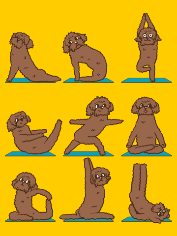 Labradoodle Yoga