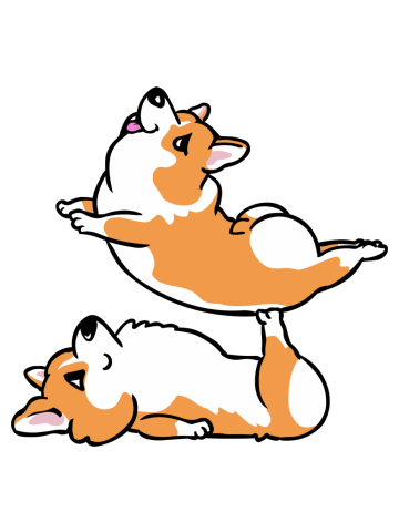 Acroyoga Corgi