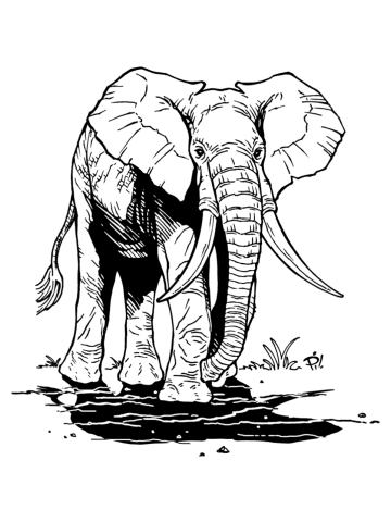 African Elephant