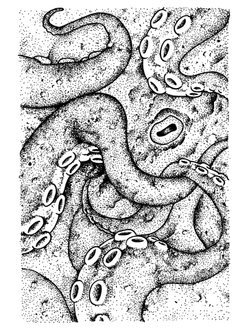 An Octopus