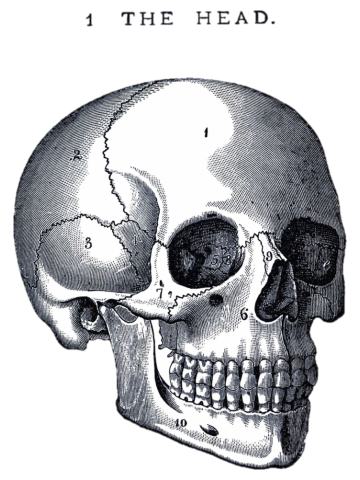 Anatomia do Crânio