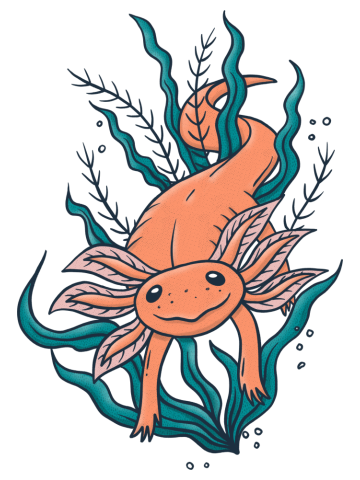 Axolotl