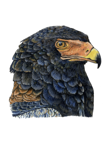 BATELEUR EAGLE