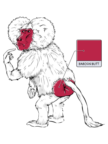 Baboon Butt Color