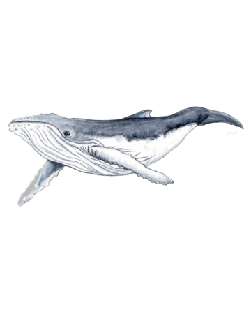 Baby humpback whale