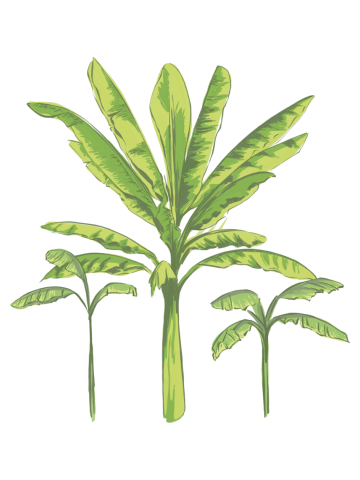 Banana Trees