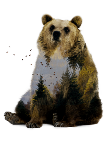 Bear Relaxing
