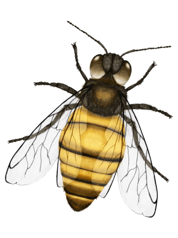 Bee pencil drawing color version