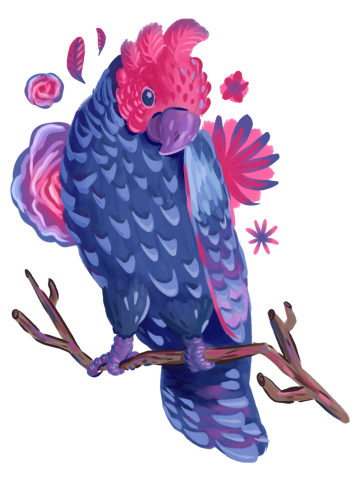 Bi Pride with Gang-Gang Cockatoo