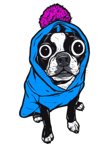 Blue Hoodie Boston Terrier