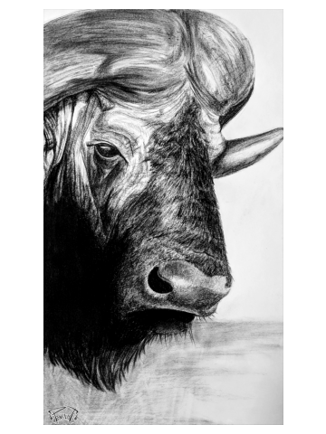 CAPE BUFFALO | 5 of 5 | BIG-5 Series - Charcoal Print