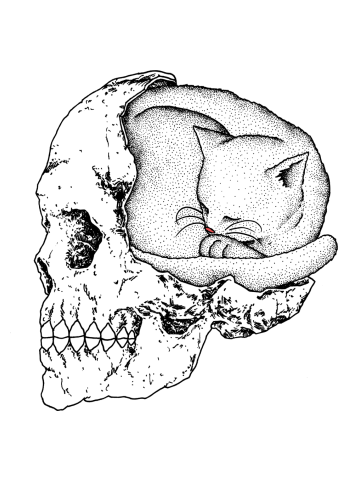 Cat in a skull