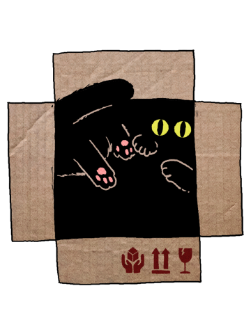 Catboard Box