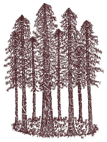 Cathedral Ring Sketch (Coastal Redwoods)