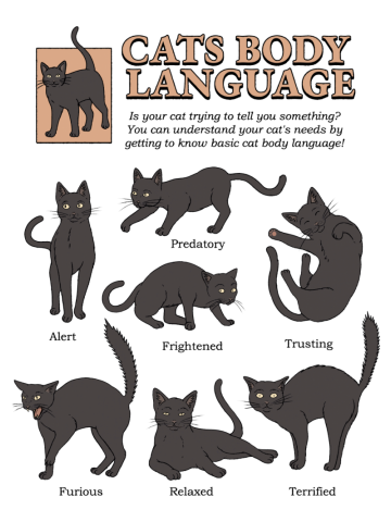 Cats Body Language