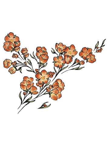 Cherry blossoms