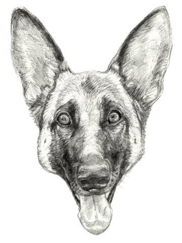 Cleo, the German Shepherd