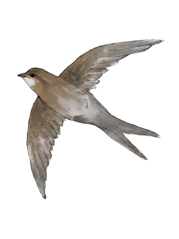 Common Swift in the air