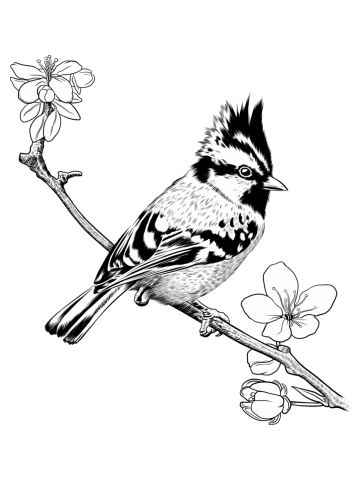 Crested Sparrow on a branch in Japan