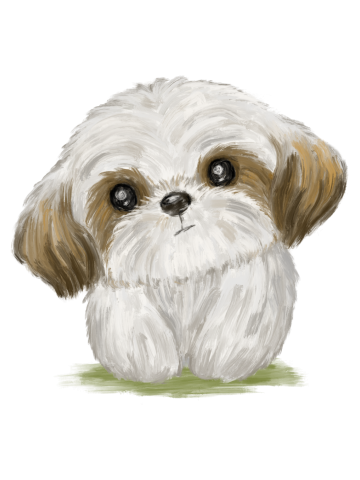 Cute Shih Tzu