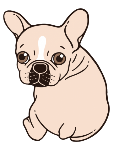 Cute cream Frenchie needs some love