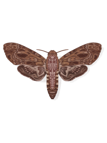 Death head moth anatomy