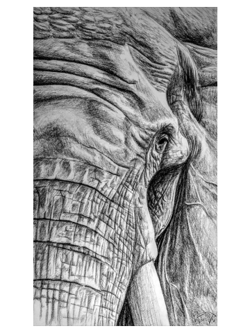 ELEPHANT | 2 of 5 | BIG-5 Series - Charcoal Print
