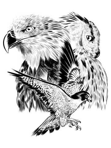 Eagle hawk and owl
