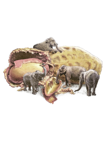 Elephant's Paradise