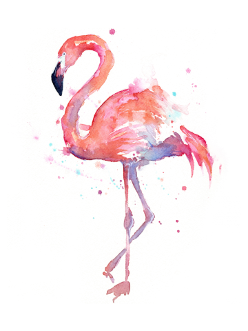 Flamingo